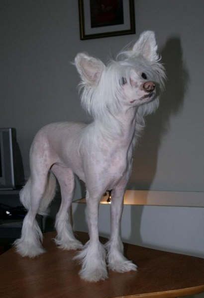 Danchester's All My Love