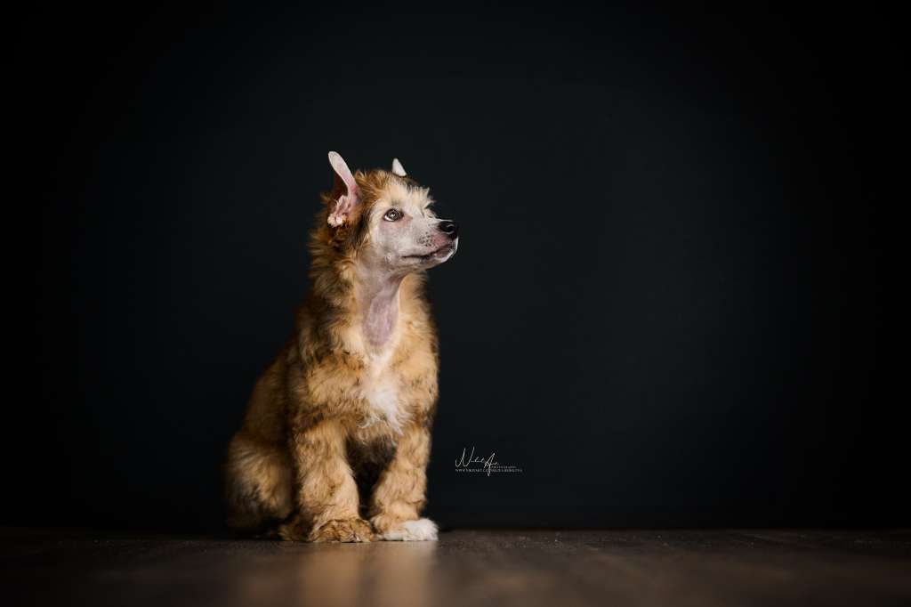 Bazir Candy lollipops