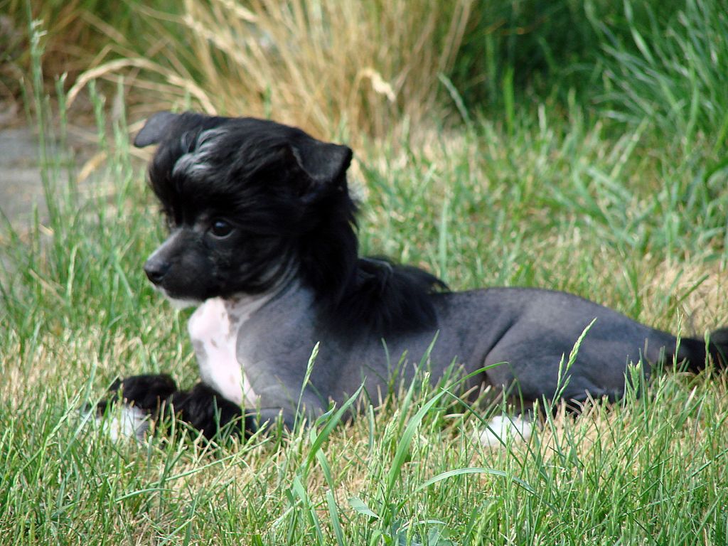 Emperor Chin Of The Queens Club