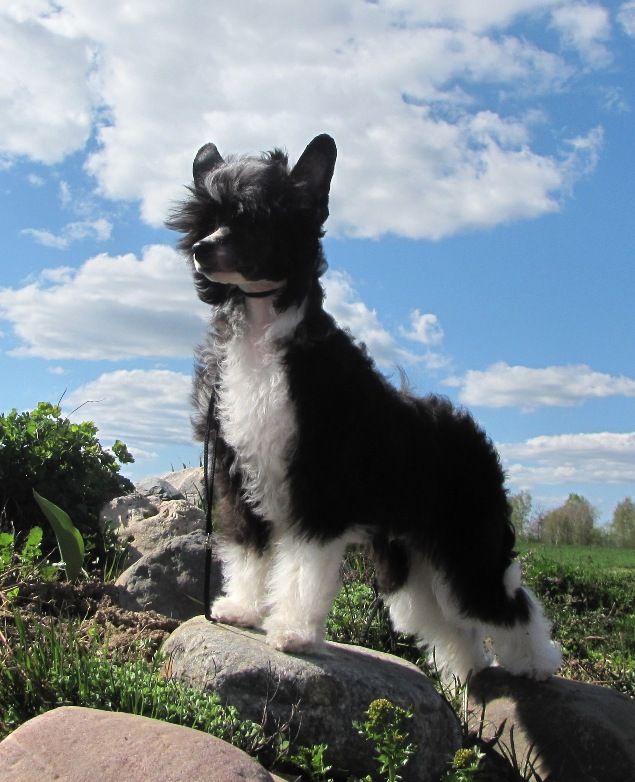 Naleks Art Mont Blanc