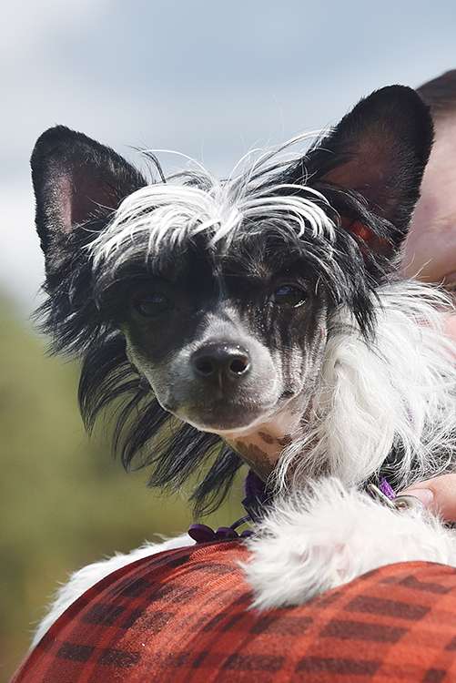 Xodix Grace Of Hanael