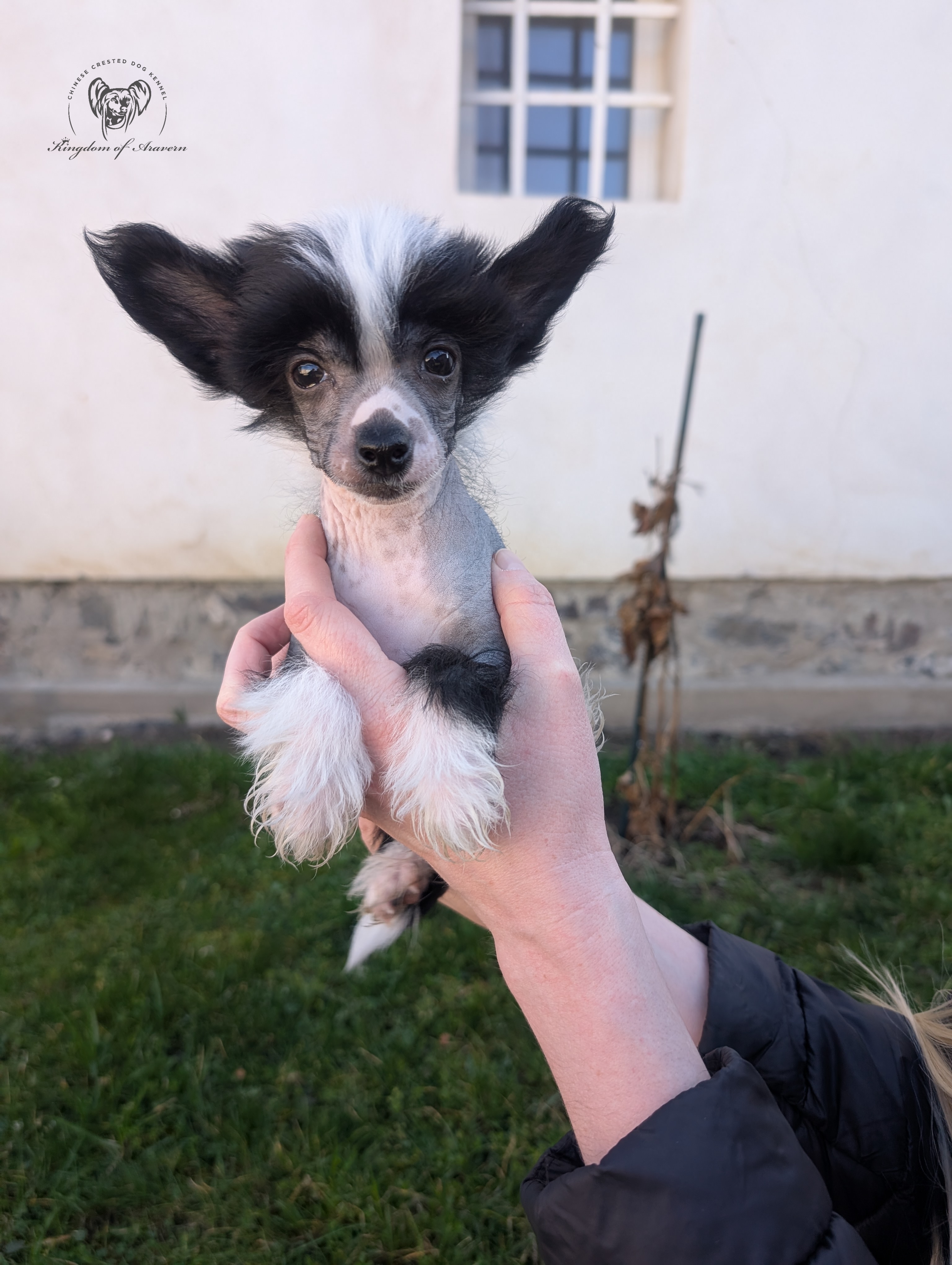 Buffalo Kingdom of Aravern