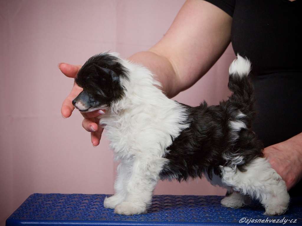 Berenika z Jasne hvezdy