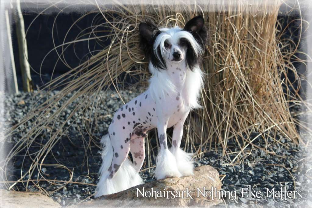 Nohairsark Nothing Else Matters