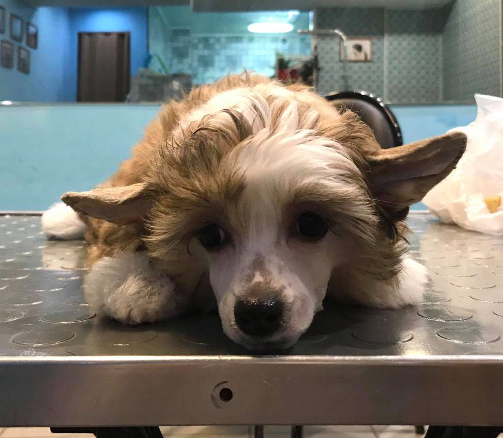 Rolana Family Geral?dina