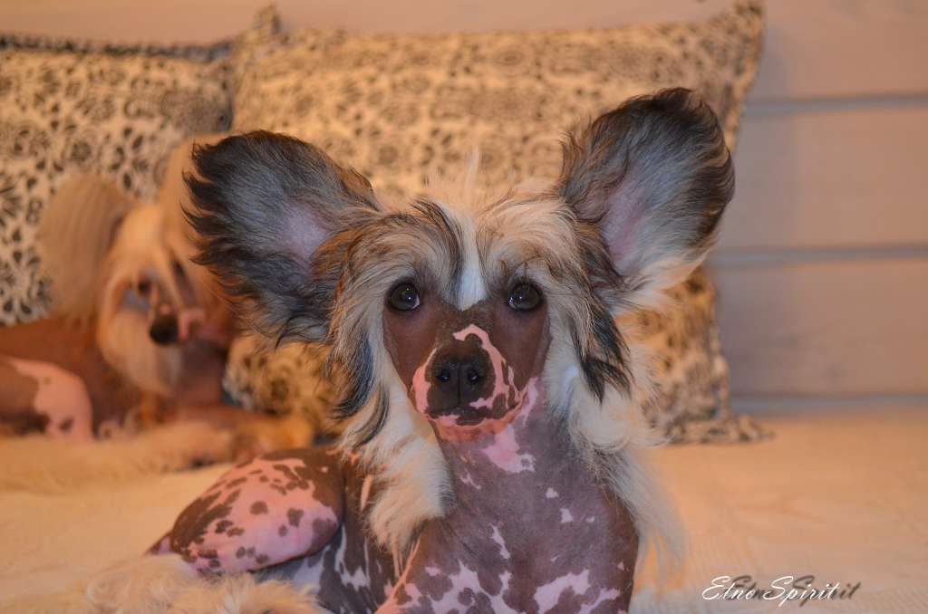 Etno Spirit  Somebody Loves You