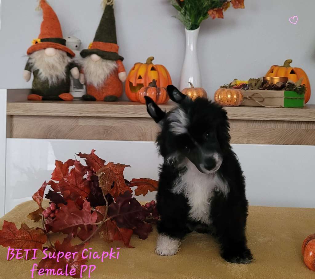 Beti Super Ciapki (fci)