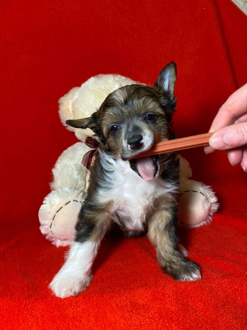 Charuyuschiy Soblazn Fire vortex Phoenix