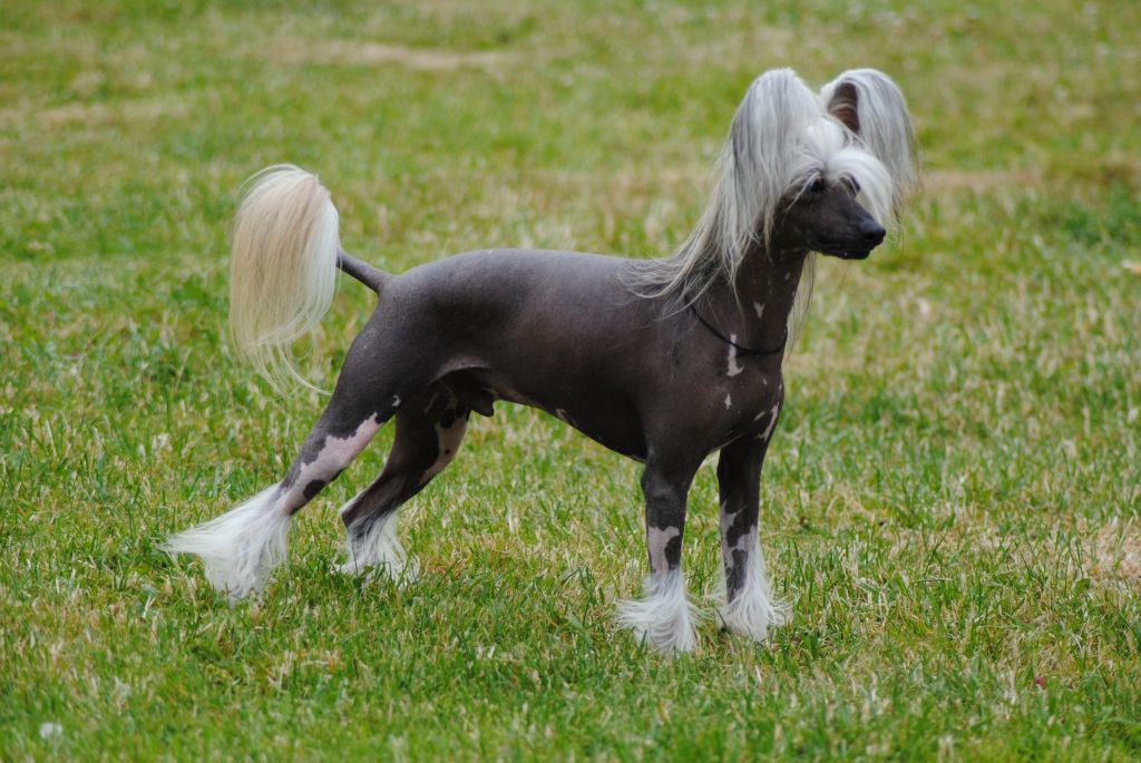 Frodo Du Coeur Des Tenebres