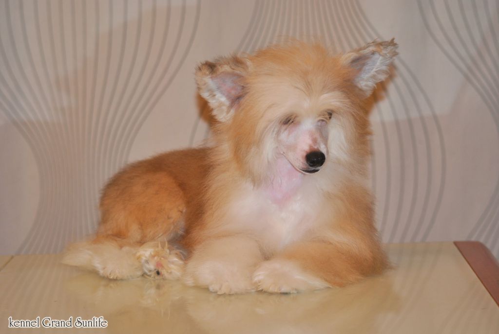 Grand Sunlife Tej Parker