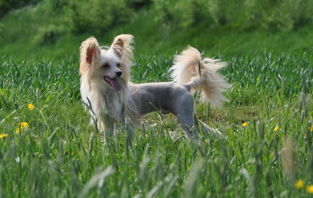 Frendor's Ze Roberto