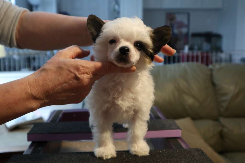 Swifthaven Sweet Little Miss Freyja