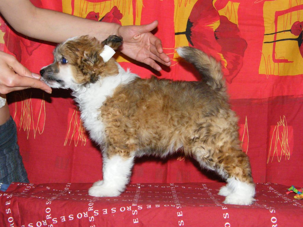 Crested Style King Richard