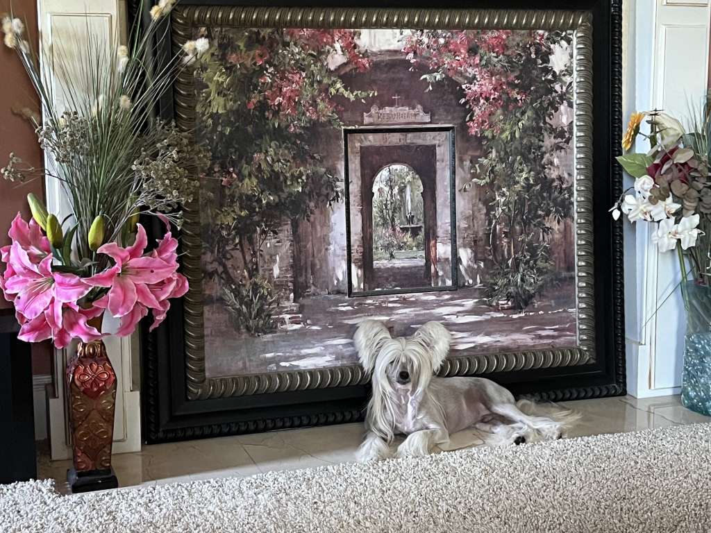 American Blaze Gattaca Olyuti