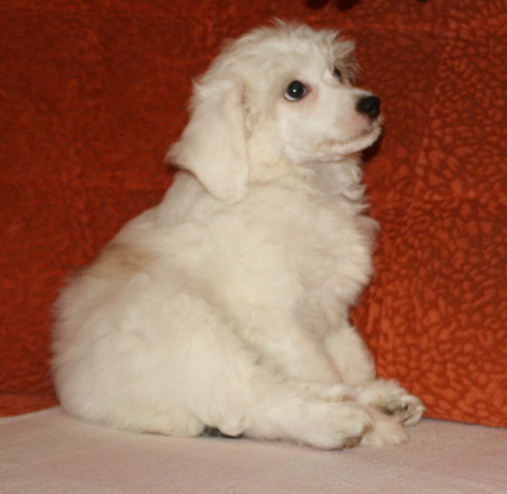 Fantazy Night Uxy Arktika