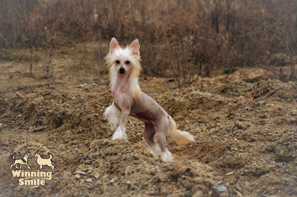 Cherry Winning Smile