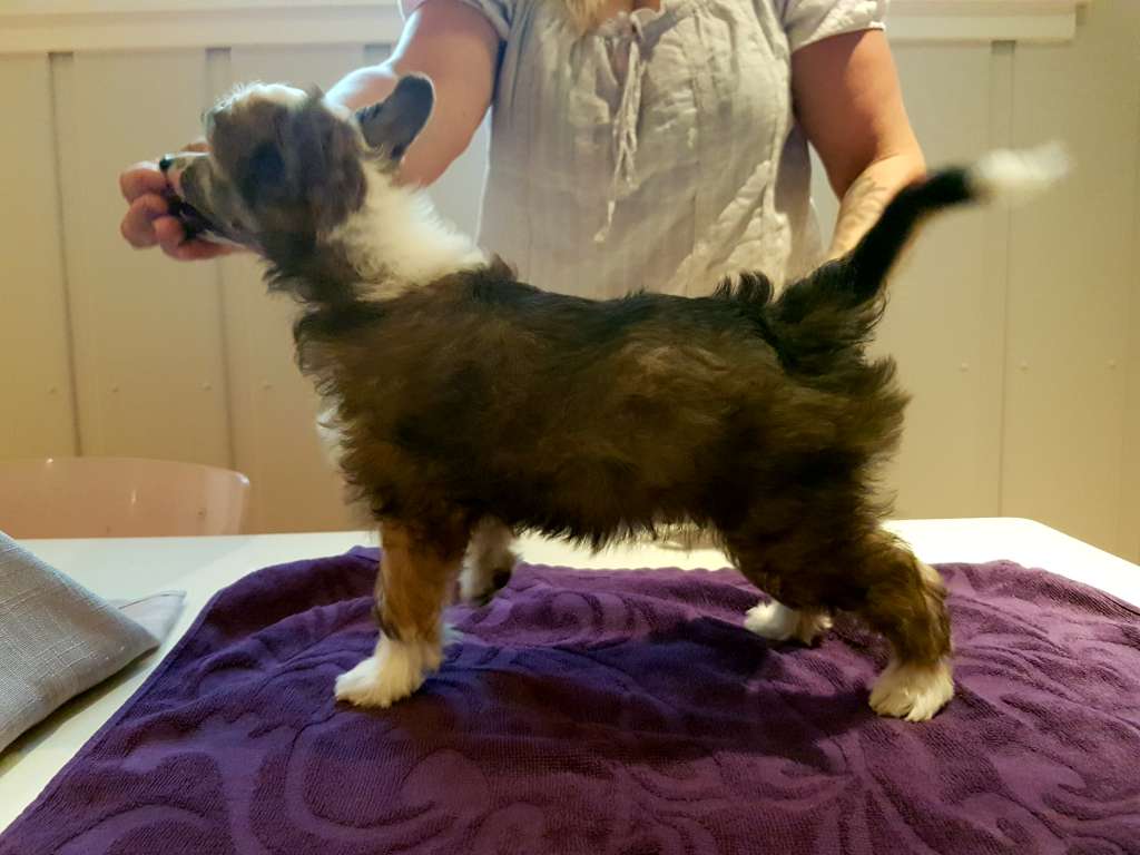 Angel Sprinkle's A Moment Of Joy