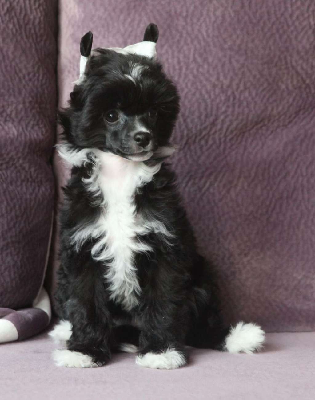 Pride of the night Diana