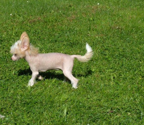 Treasure Guardians I love you Ciara