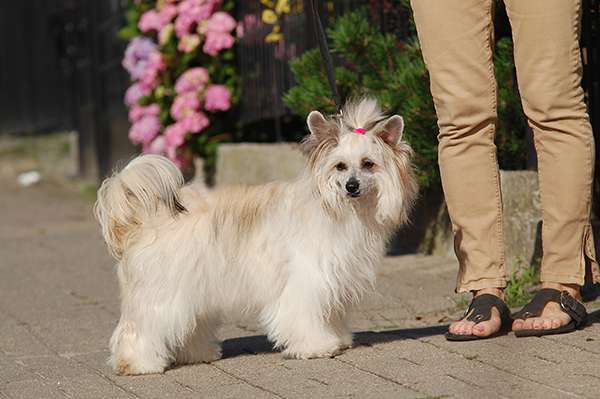 Butterfly  Zaczarowany Flet