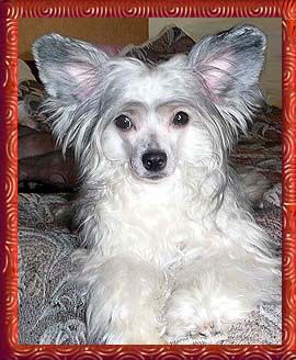 Apriori Vip Circeya Rus Foreva