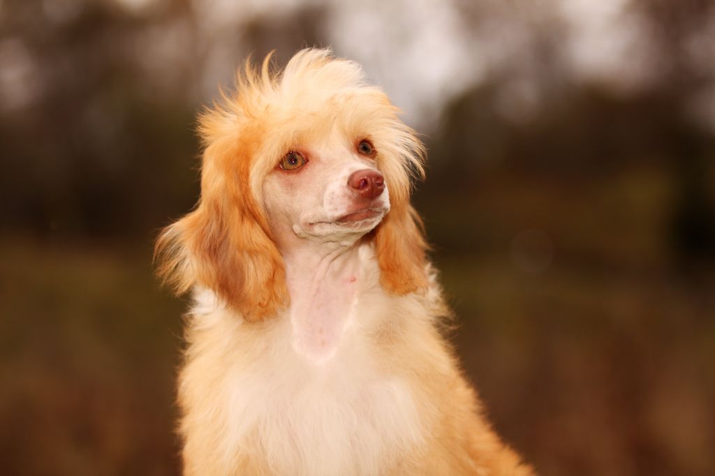 Iasminn Certova stena