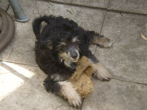 Kaikodol Elusive Butterfly