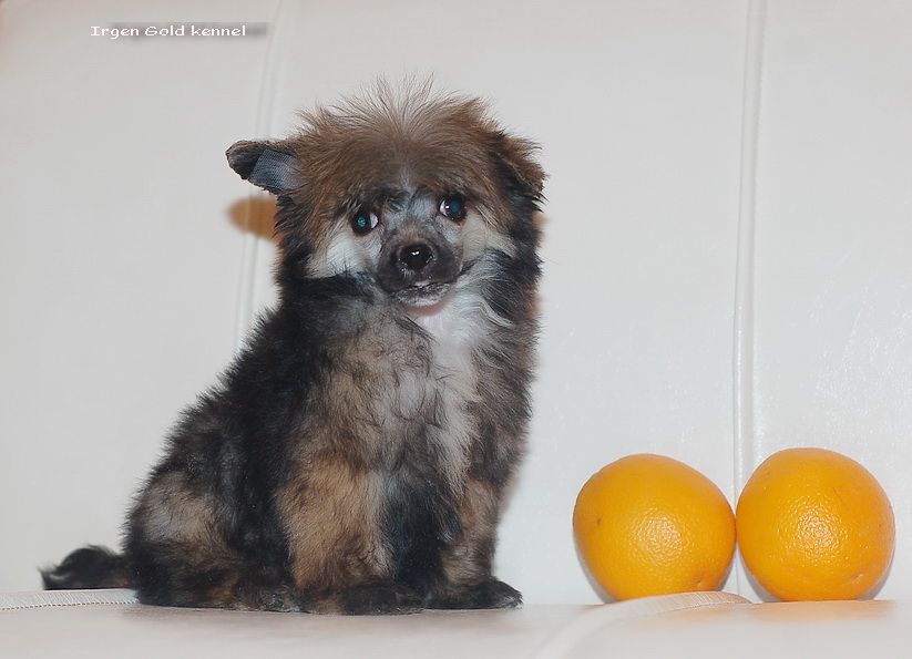 Irgen Gold Raul Gonzalez