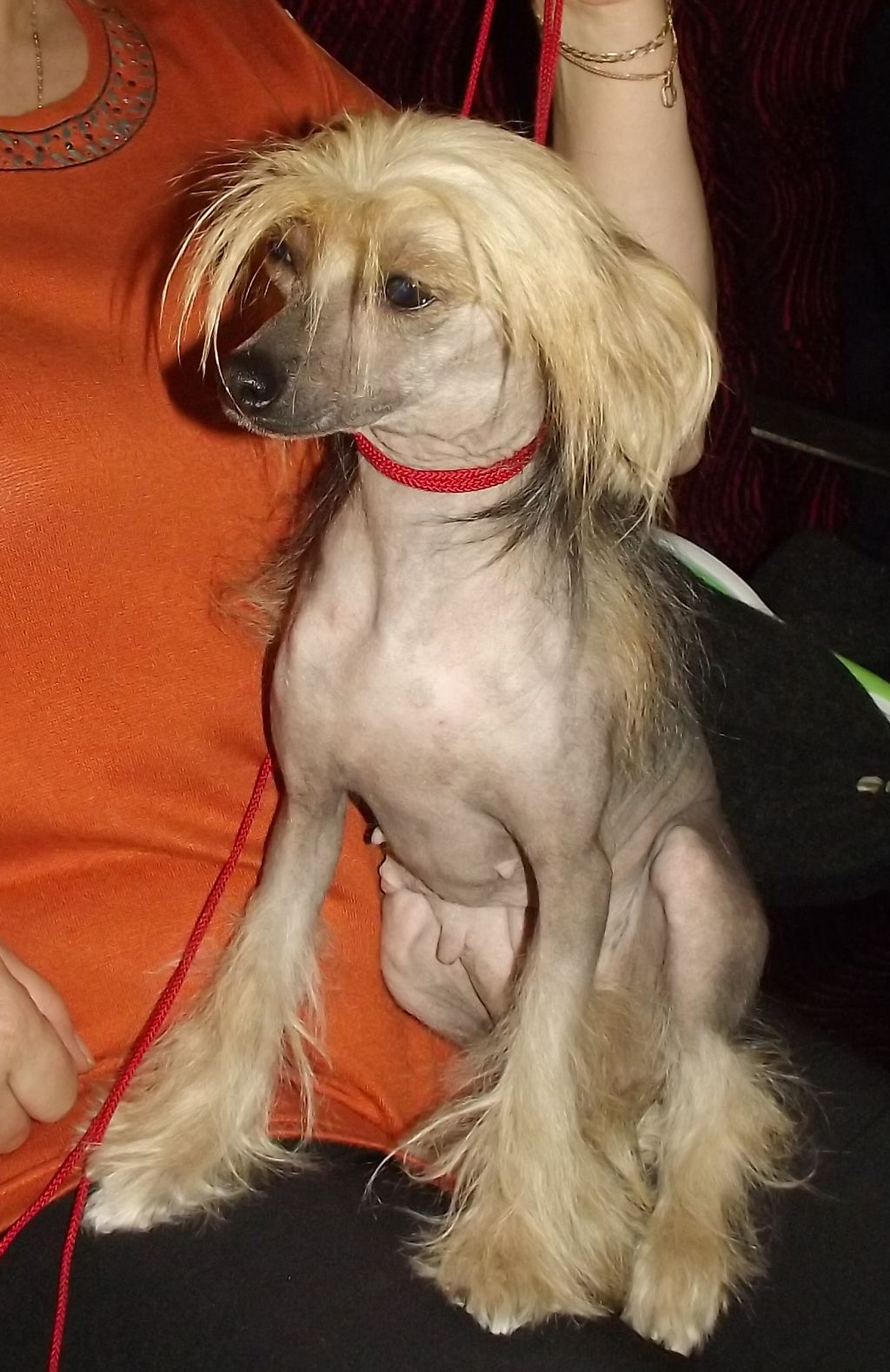 Vivat Sanraiz Dominanta