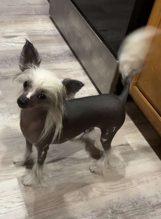 Altacrest Palmetto Primrose