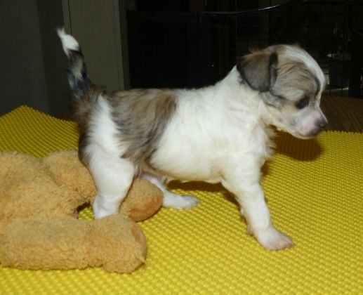 Libertine Top Model De Rama