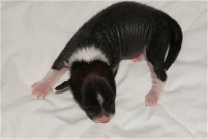 Sean Von Chriqa's Aylar Lee