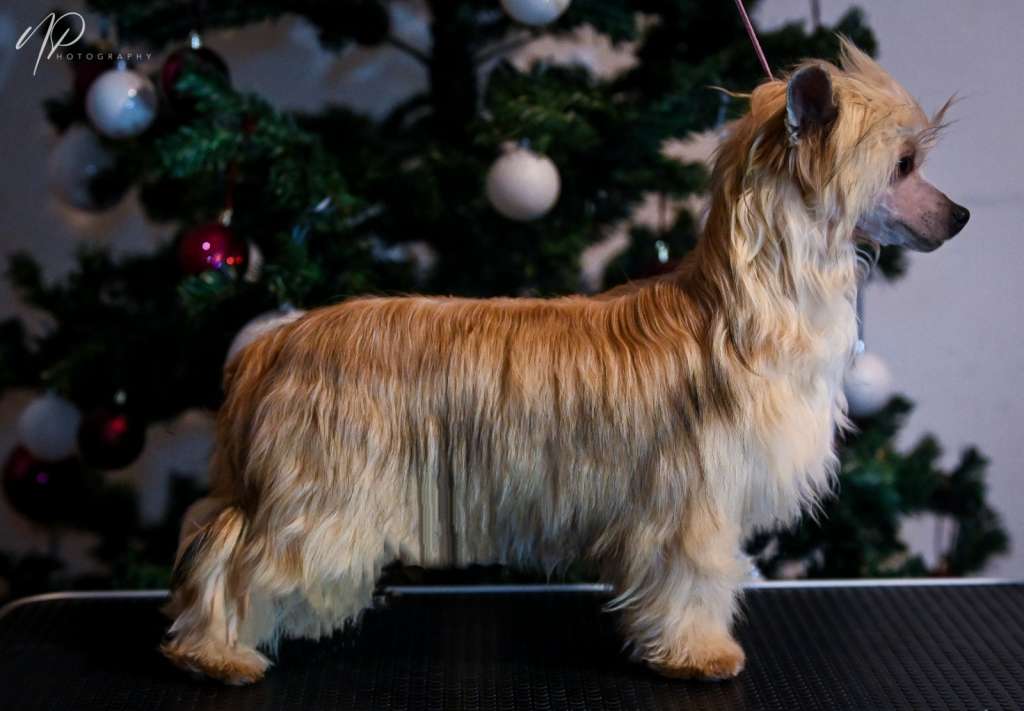 Joie de Vivre Laminacka