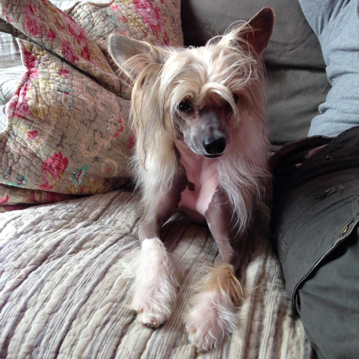 Little Dog Of Dream Hermès