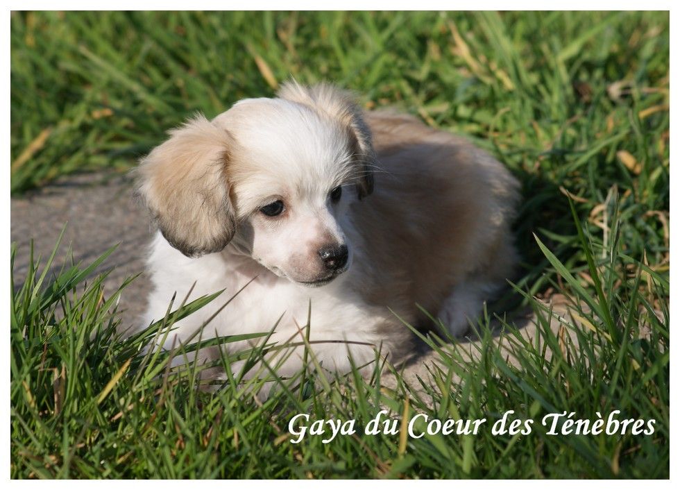 Gaya Du Coeur Des Tenebres