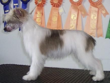 Crestyle Classic Status PP