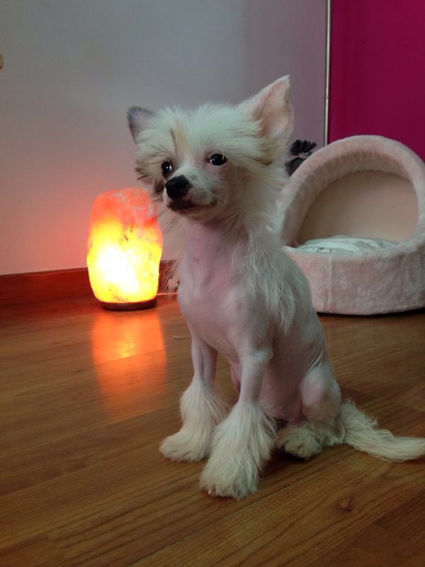 Fantasía de L'Essence de Mon Tout