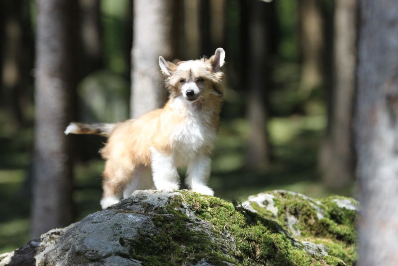 Need Your Love Princes de la Roses