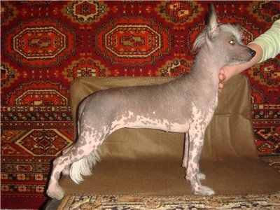 Mashama Mazi Rus Chioke