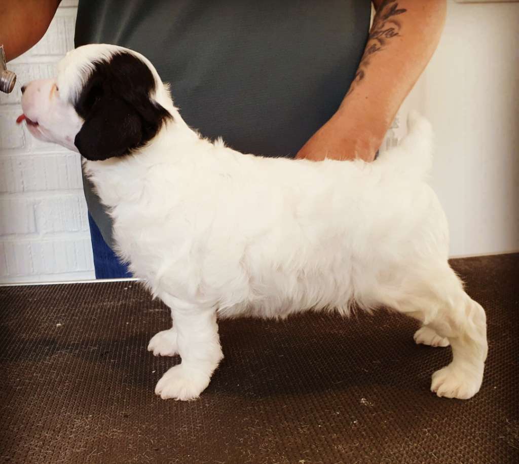 Angel Sprinkle's Chasing Butterflies