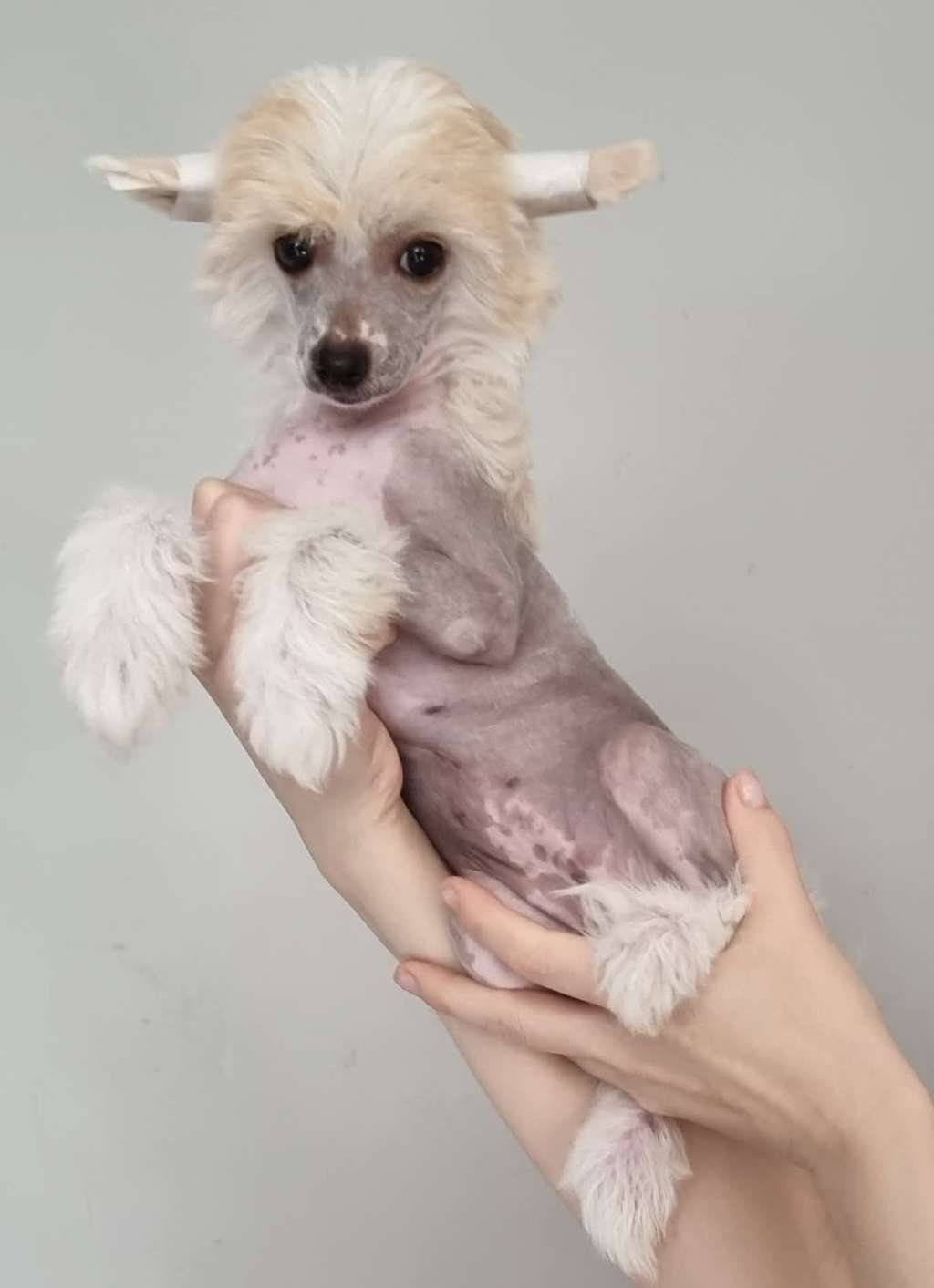 Rawspirit Peachy Kenn