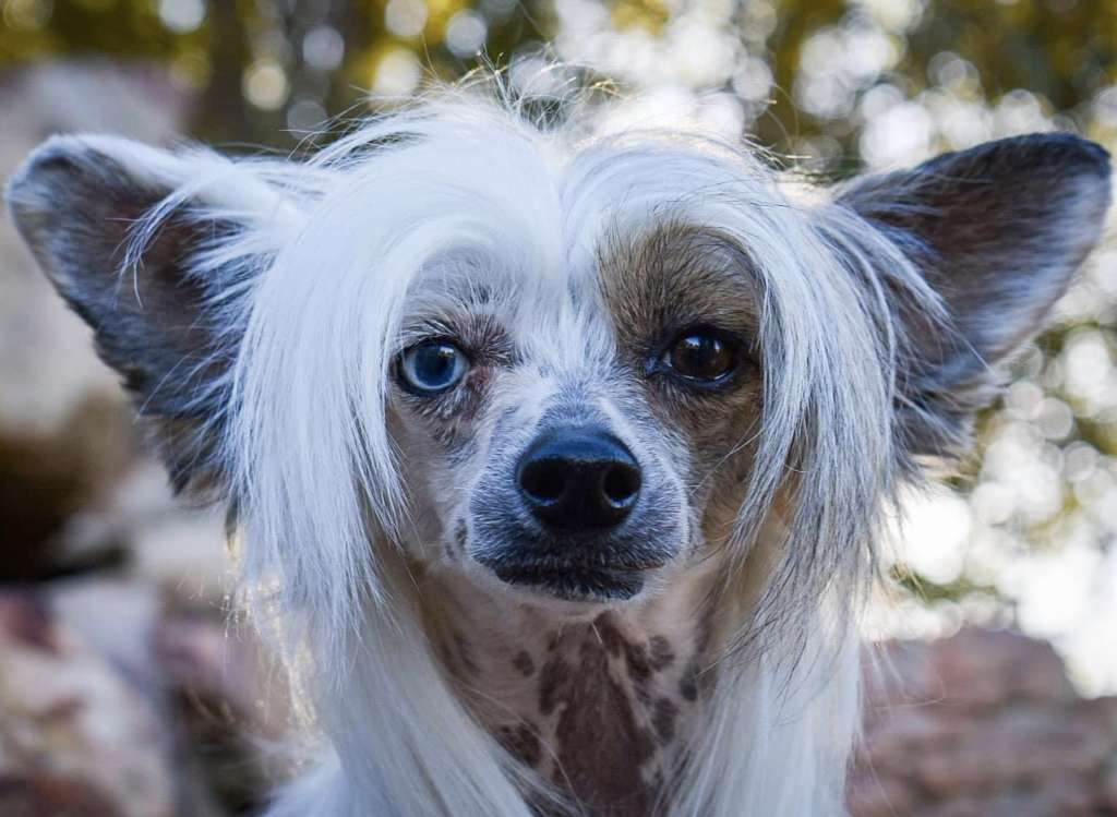 Pristine Prince Hear Me Roar