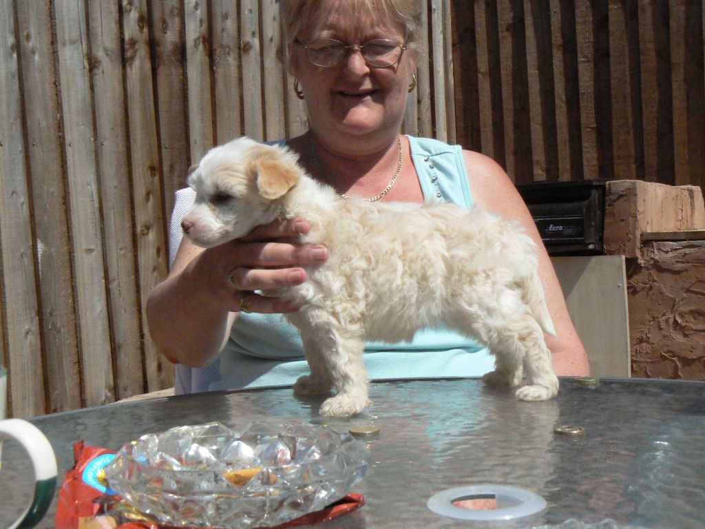 Doucai's Sweetest Thing