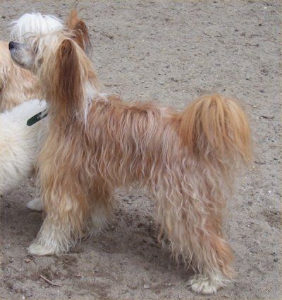 Trønderpia's Del Piero