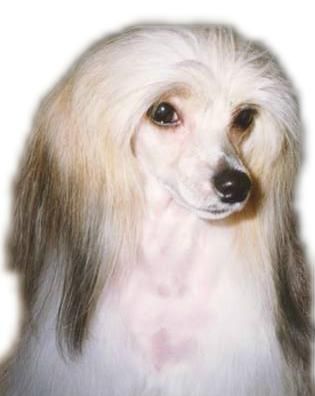 Medina Von Shinbashi