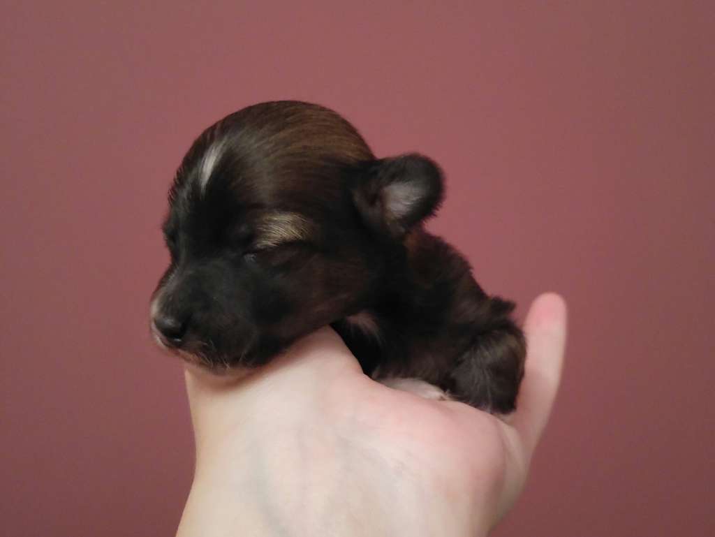 Talking 'bout Jackson Della Castafiore