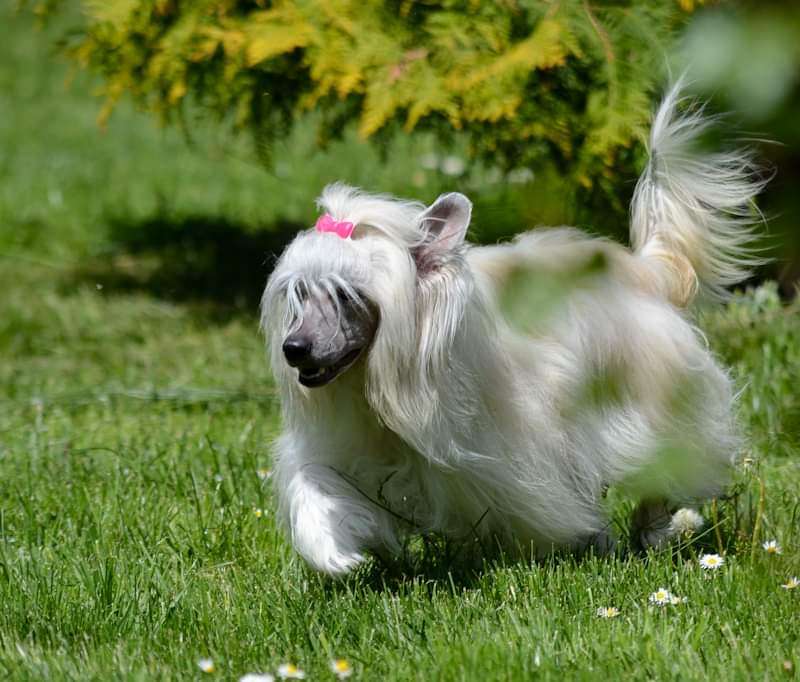 Ballet Sweet Dream River