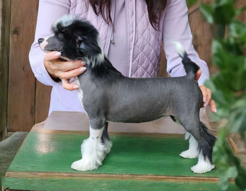 Prada Paradoks Gambitas