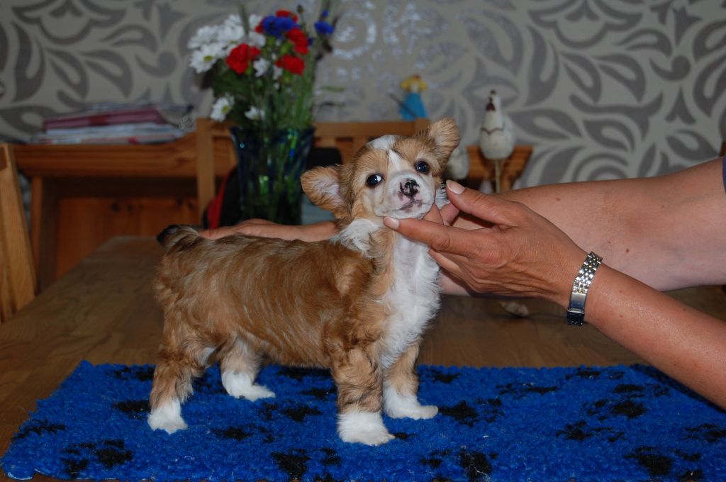 Crested Clan Carol Anne