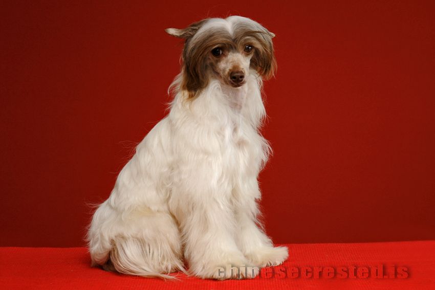 Cristalls Who Framed the Rabbit?